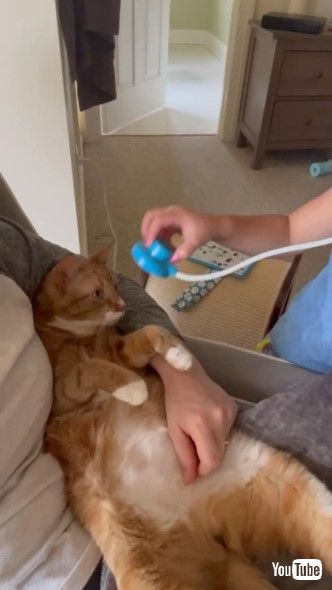 おもちゃの聴診器を近づけられる猫