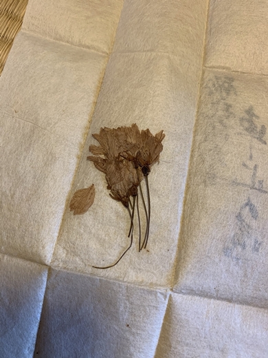 幕末の桜の押し花