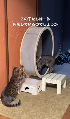 ベンガルの姉妹