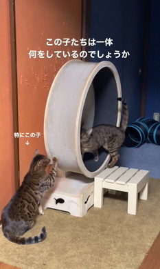 ベンガルの姉妹