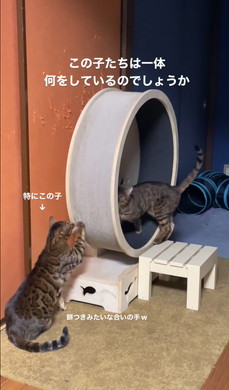 ベンガルの姉妹