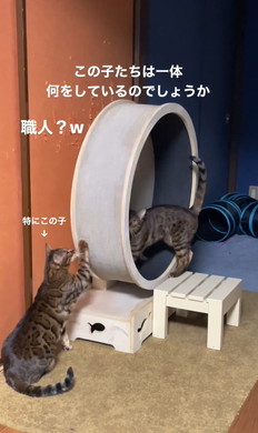 ベンガルの姉妹