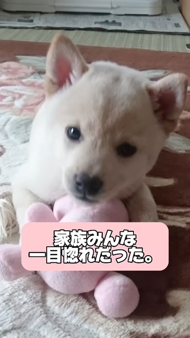 おすすめ