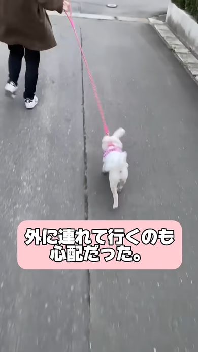 家族から豆柴だと思われて4年間育てられてきた小さなワンコ