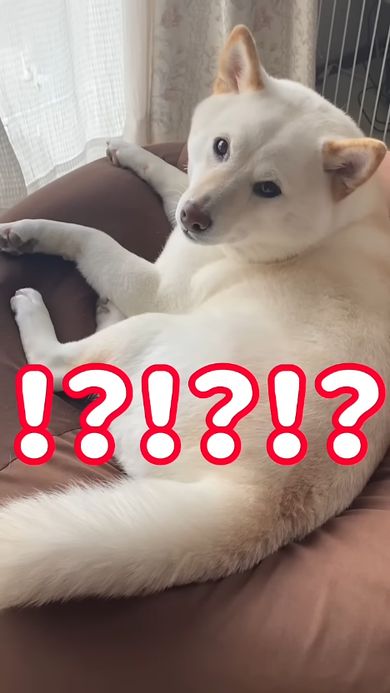 豆柴ではないとみんなが悟るほど立派な体格に育ったワンコ