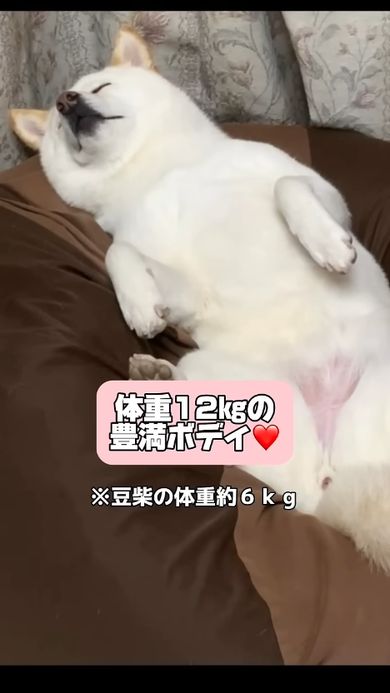 豆柴ではないとみんなが悟るほど立派な体格に育ったワンコ