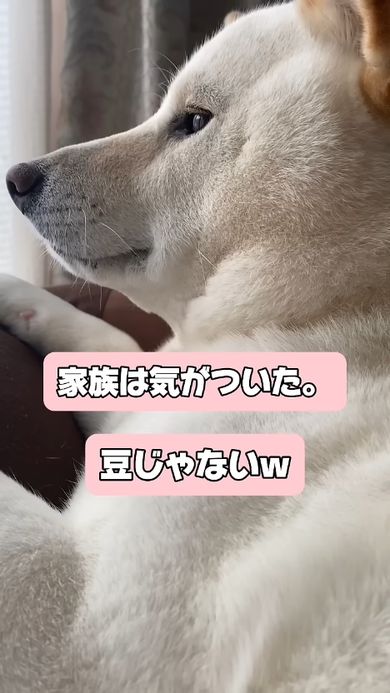 豆柴ではないとみんなが悟るほど立派な体格に育ったワンコ