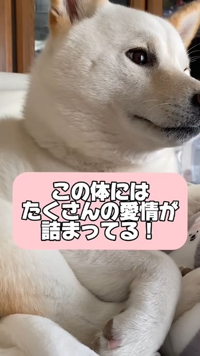 豆柴ではないとみんなが悟るほど立派な体格に育ったワンコ