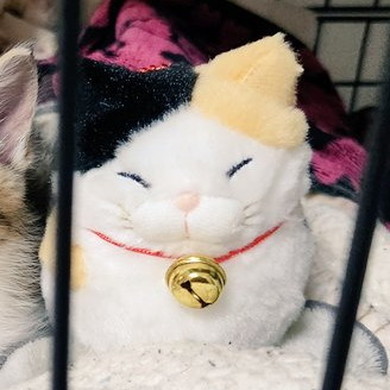 猫ちゃんデザインのぬいぐるみ