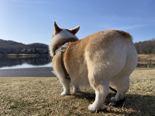 コーギーのワンコ