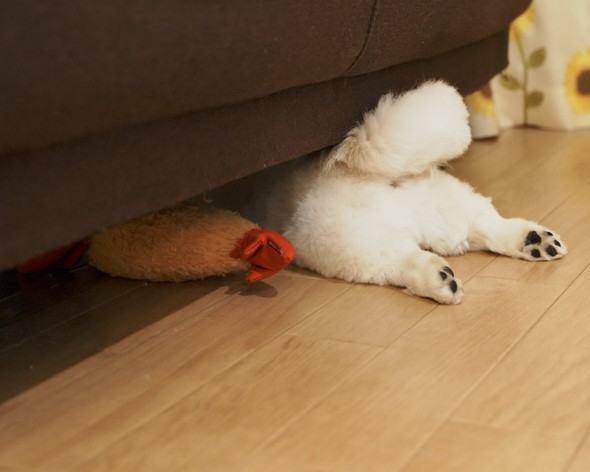 寝落ちしたワンコ