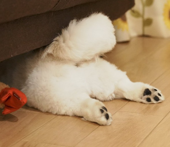 寝落ちしたワンコ