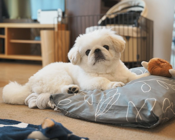 白いもふもふワンコ