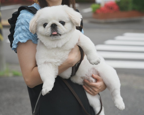 白いもふもふワンコ