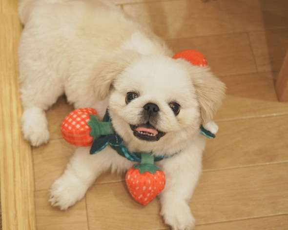 白いもふもふワンコ