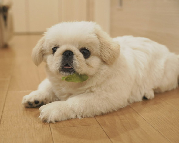 白いもふもふワンコ