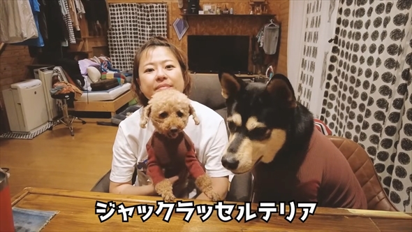 DNA検査で愛犬の祖先を探る