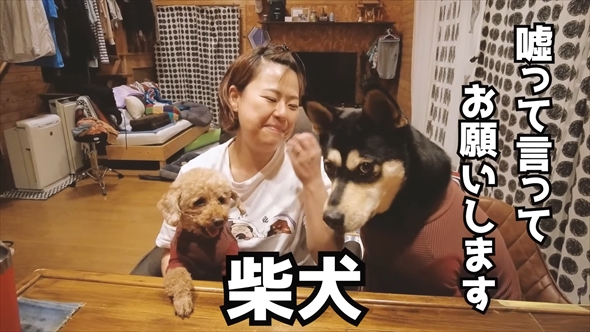 DNA検査で愛犬の祖先を探る