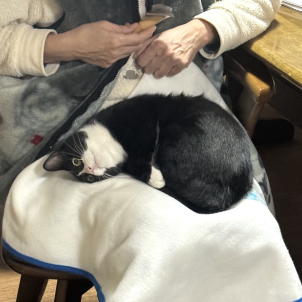 お母さんの膝上で甘える白黒ハチワレ柄の猫ちゃん