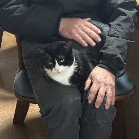 お父さんの膝上で香箱座りをする白黒ハチワレ柄の猫ちゃん