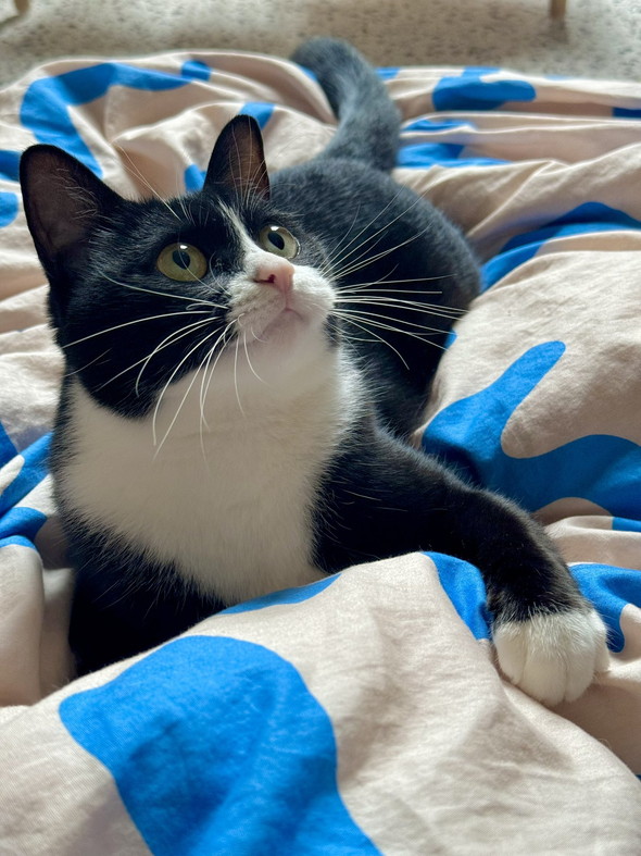 ごきげんな白黒ハチワレ柄の猫ちゃん