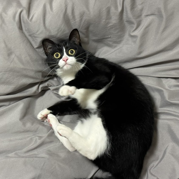 まん丸おめめの白黒ハチワレ柄の猫ちゃん