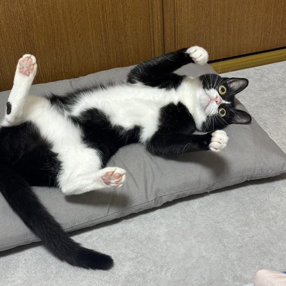 へそ天で寝転がる白黒ハチワレ柄の猫ちゃん