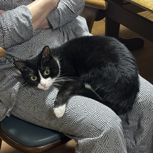 膝上でくつろぐ白黒ハチワレ柄の猫ちゃん