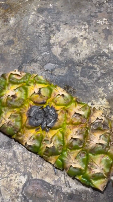 パイナップルの皮に1000度の鉄球を置く実験