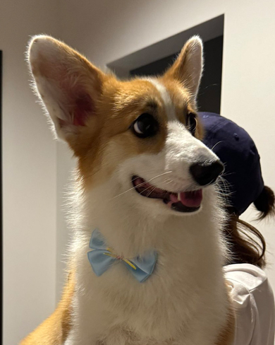 病院でコーギーかどうかを確認されたワンコ