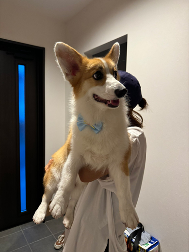 病院でコーギーかどうかを確認されたワンコ