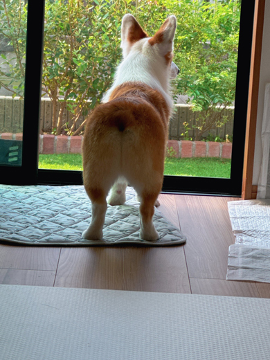 足の長いコーギー