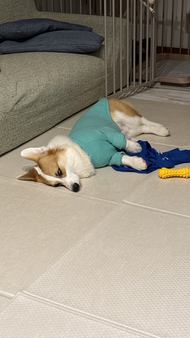 足の長いコーギー