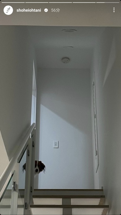 階段の上から覗くデコピン