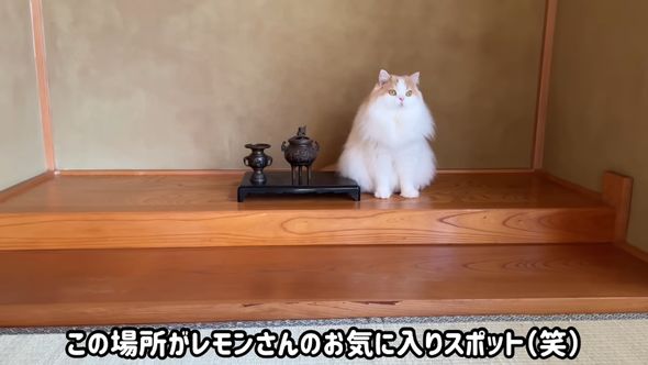 投稿者の実家でお気に入りのスポットを見つけた猫のレモン