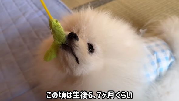 動画撮影時点では生後6、7カ月くらいの犬のポテチ