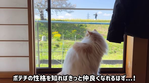 猫のレモンが見守る中、犬のポテチを連れて歩く犬嫌いな祖父
