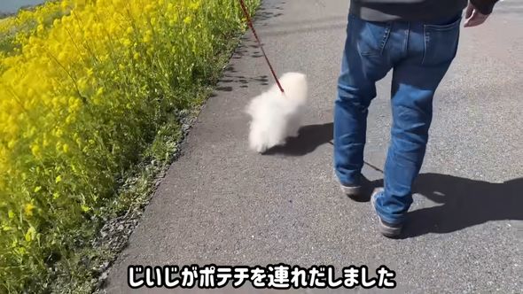 後日じいじの方から散歩のお誘い