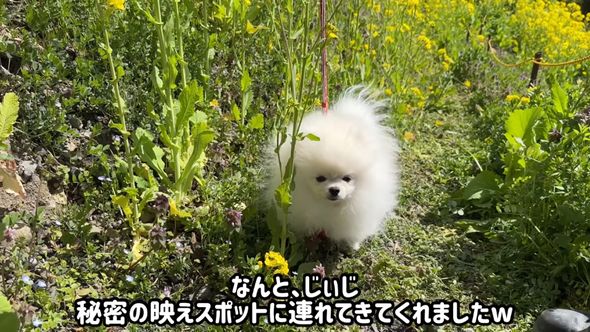 祖父と一緒にきれいな菜の花畑にやってきた犬のポテチ