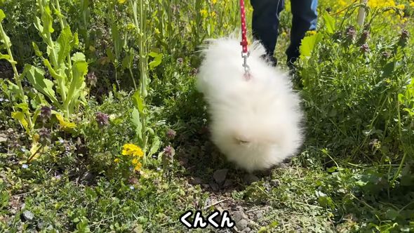 菜の花畑の匂いを夢中になって嗅ぐ犬のポテチ