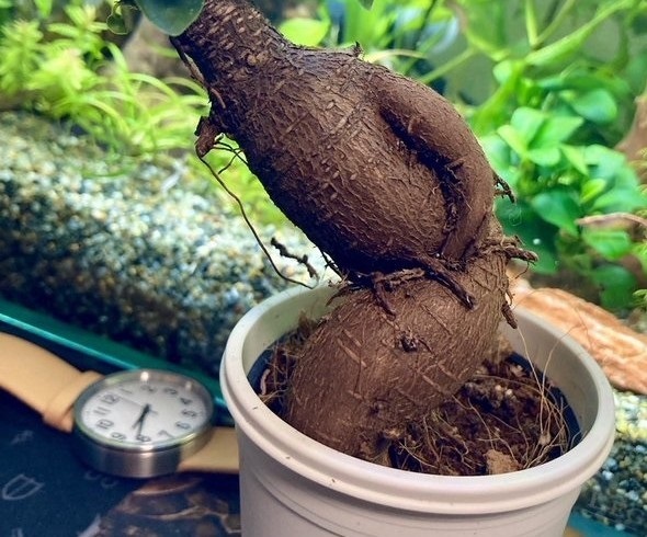 お腹痛いガジュマル
