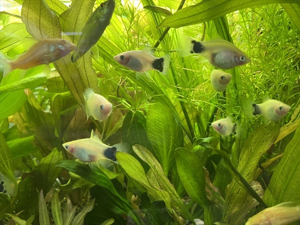 お腹痛いガジュマル