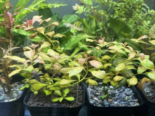 お腹痛いガジュマル