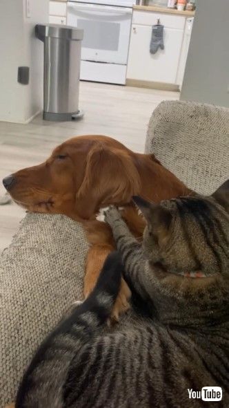 犬をマッサージする猫