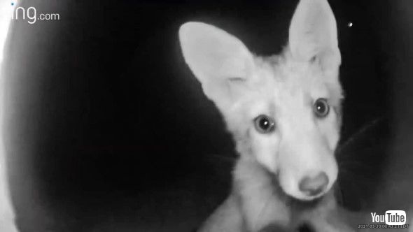 防犯カメラが気になるキツネ