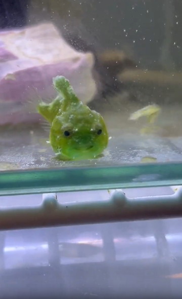 表情が切ないダンゴウオ