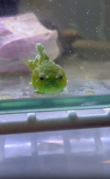 表情が切ないダンゴウオ