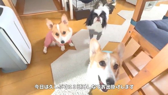 3匹