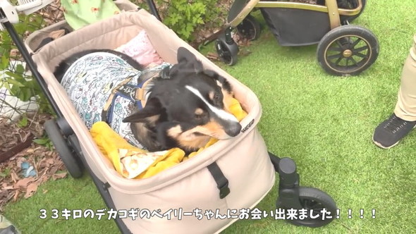 ベイリーちゃん