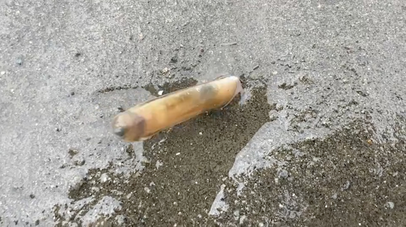 砂に潜るマテガイ